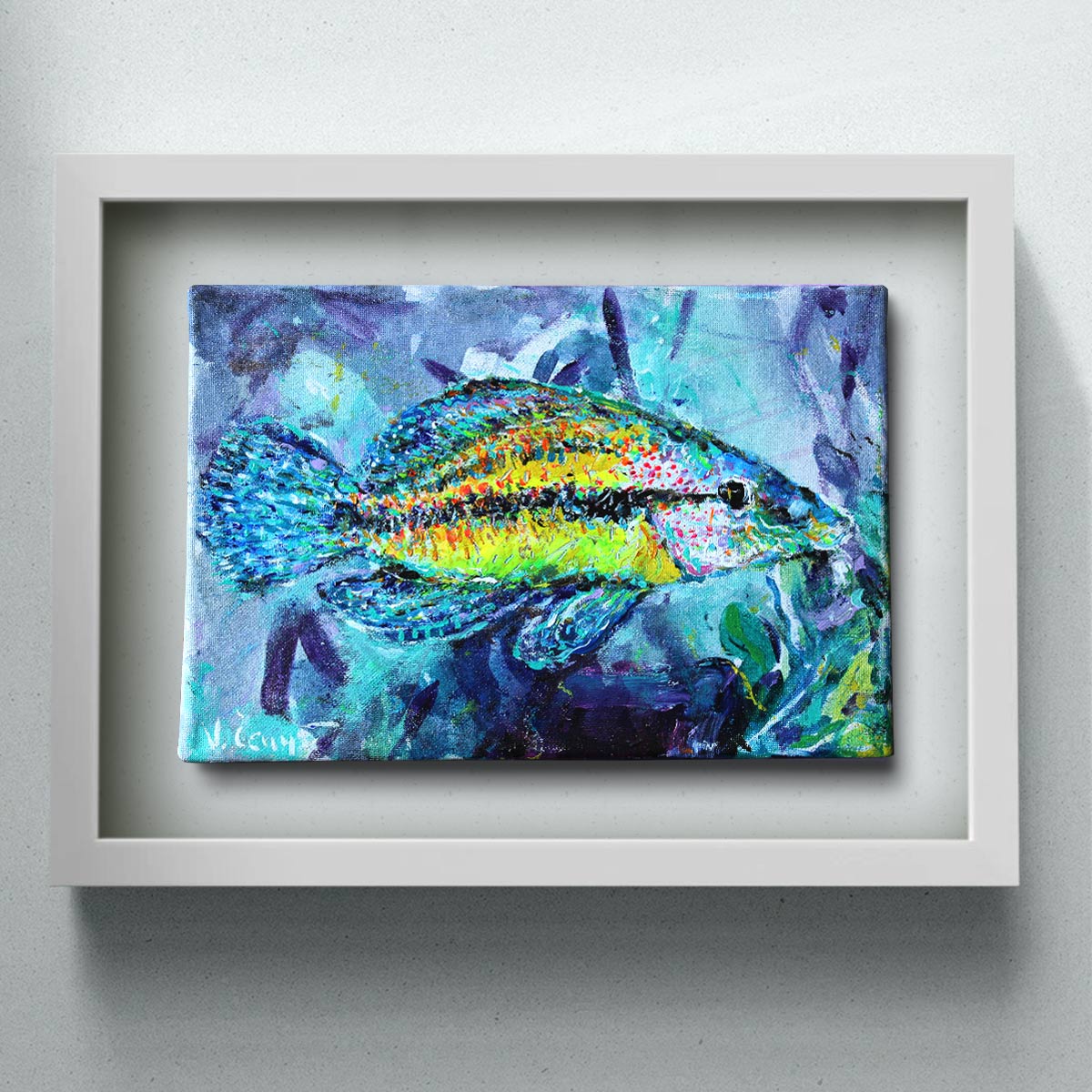 The East Atlantic Peacock Wrasse