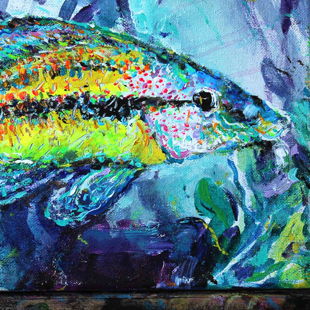 The East Atlantic Peacock Wrasse - Slika 3