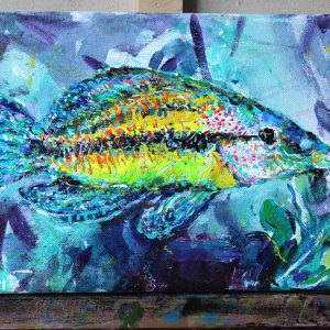 The East Atlantic Peacock Wrasse