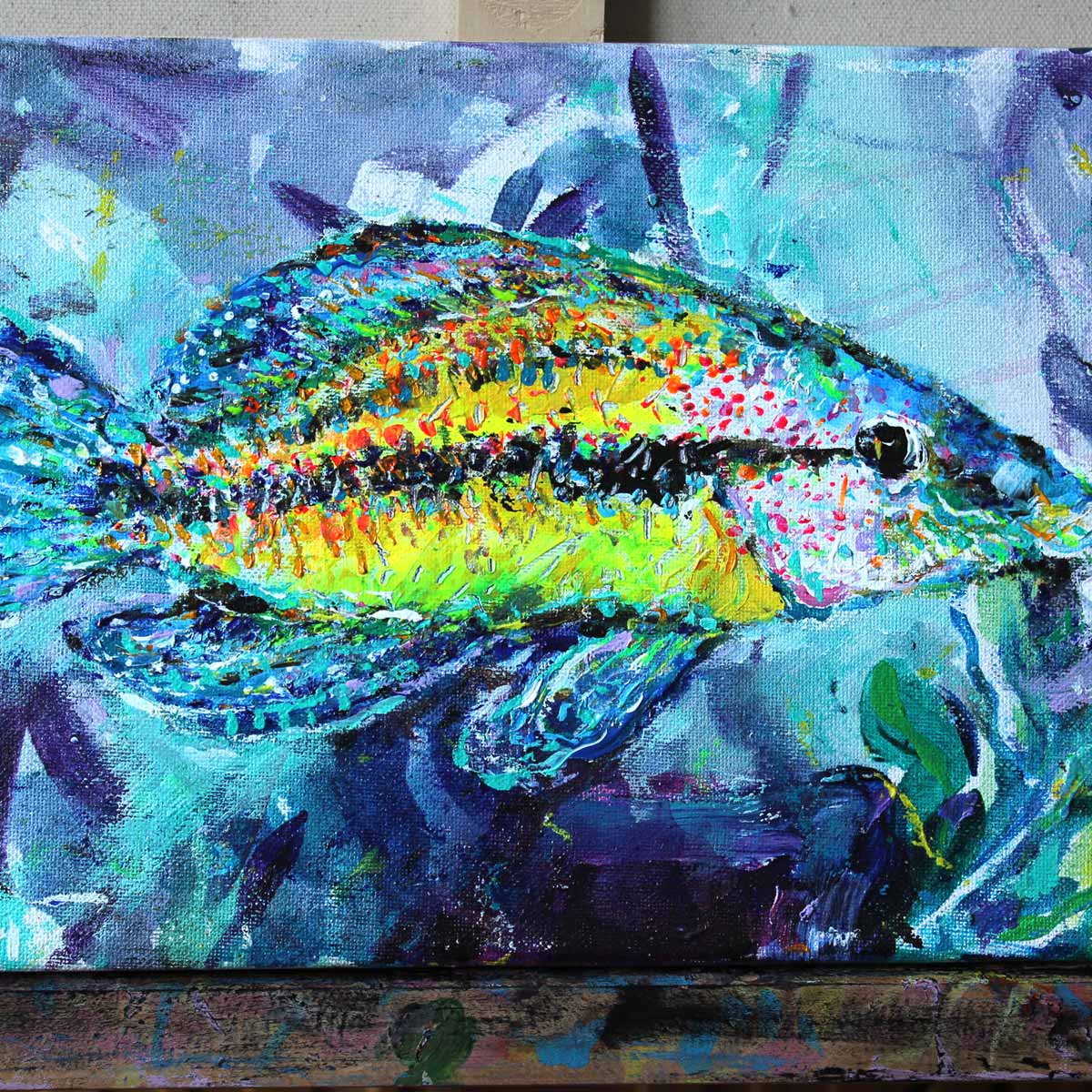 The East Atlantic Peacock Wrasse - Slika 2