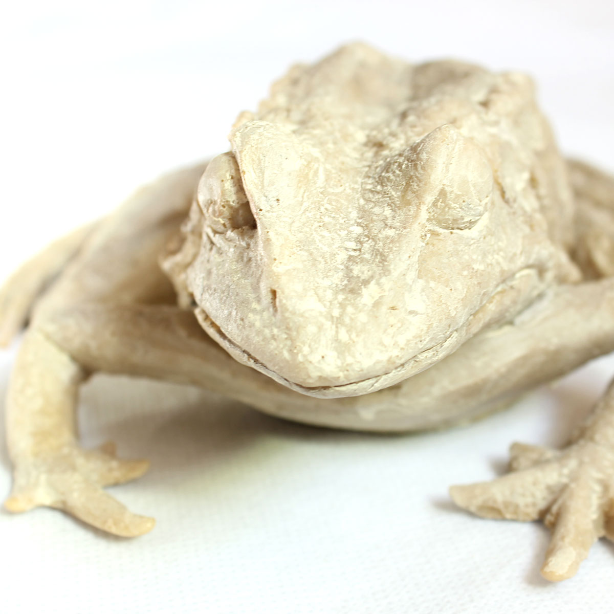 Frog - Slika 12