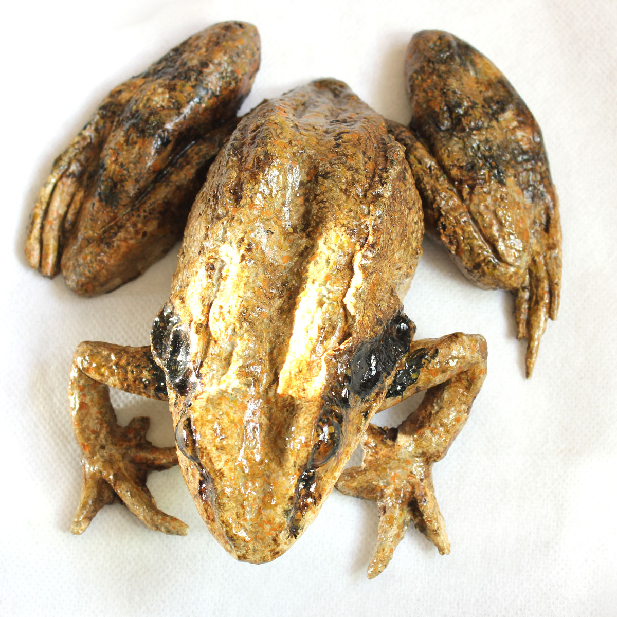 Rana Dalmatina - Image 4