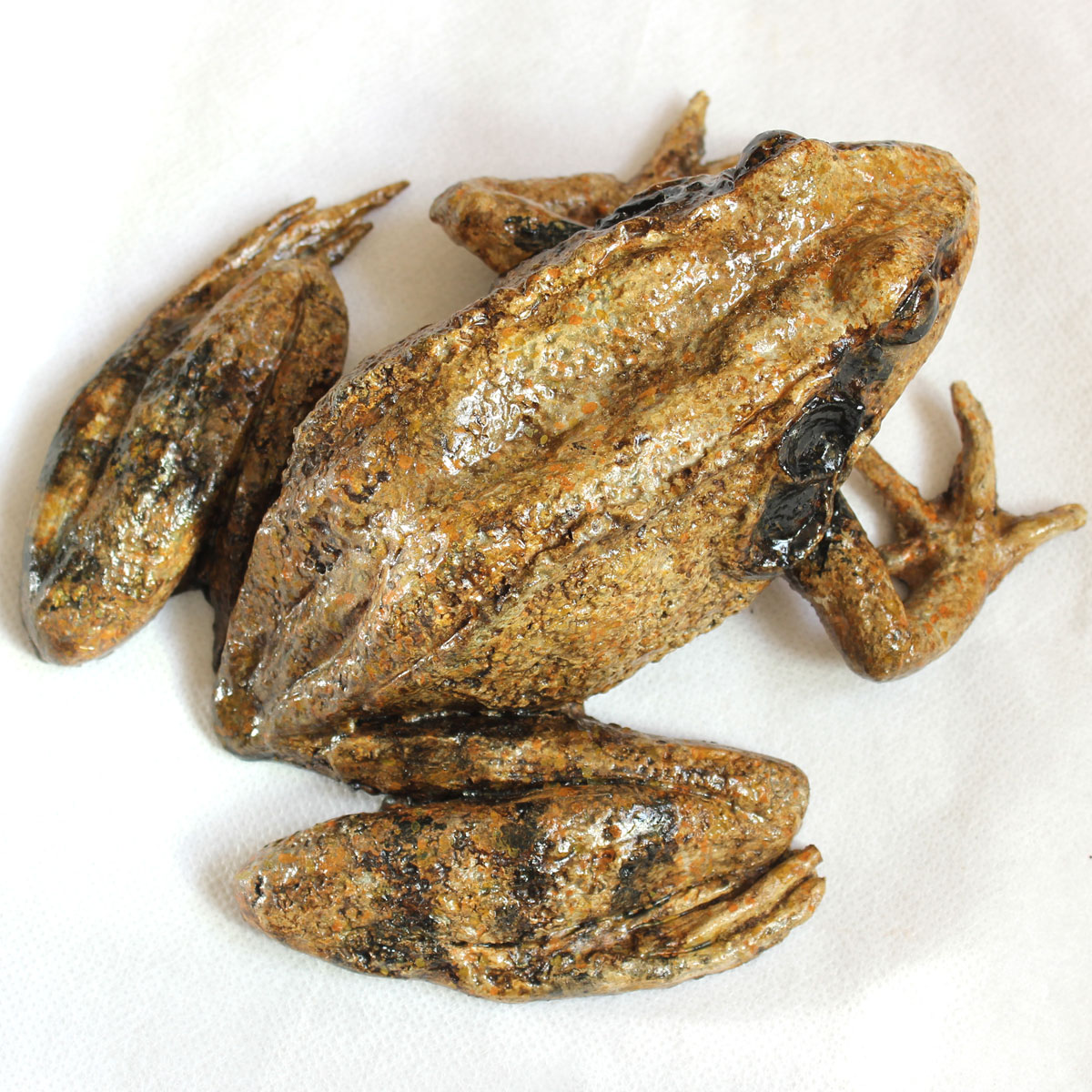 Rana Dalmatina - Image 8