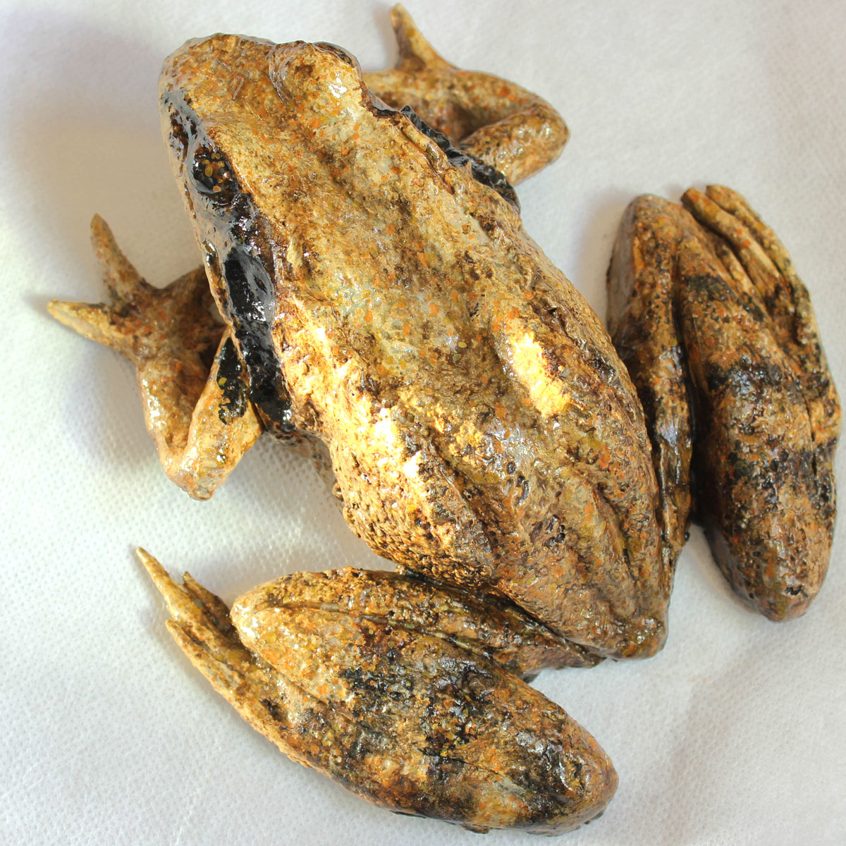 Rana Dalmatina - Image 14