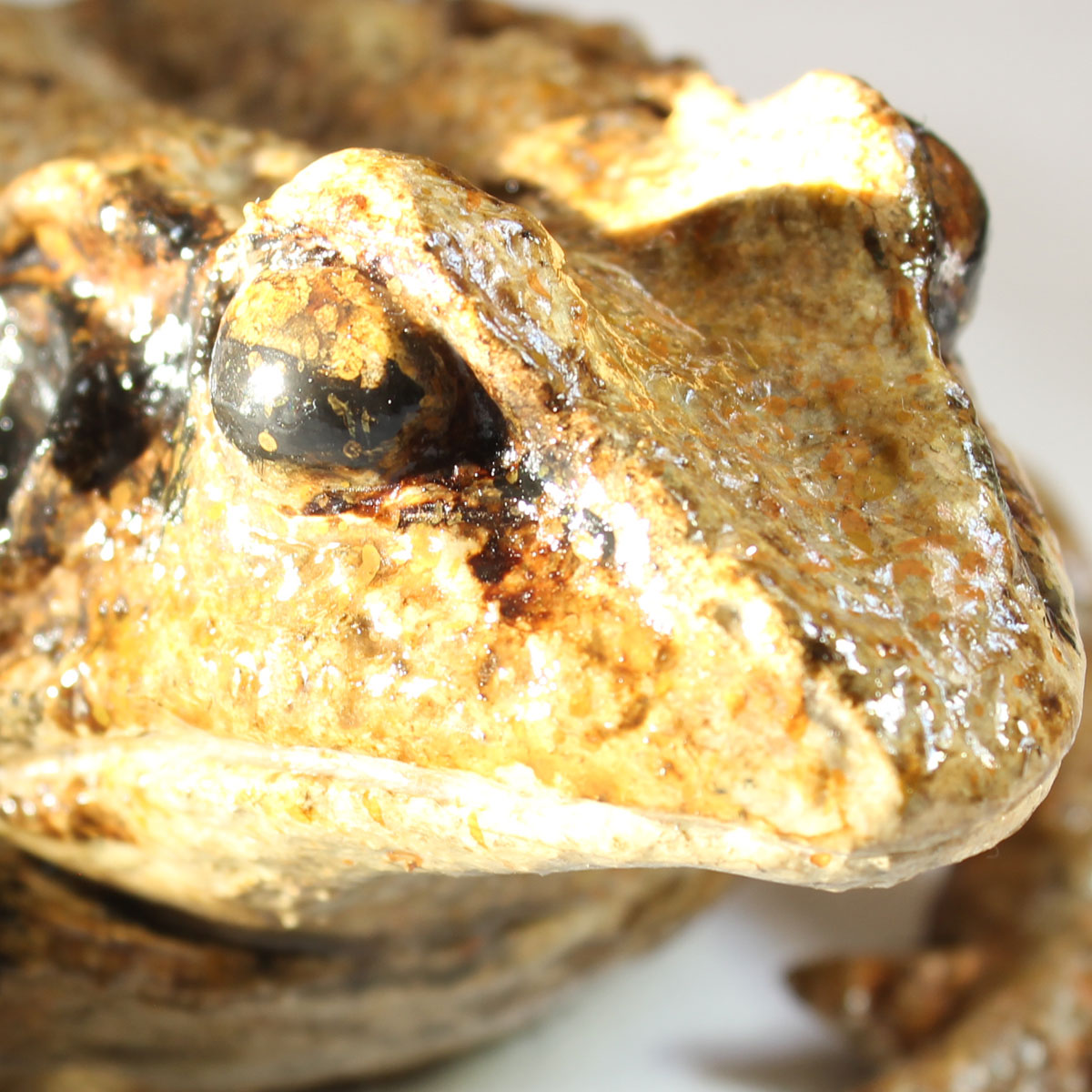 Rana Dalmatina - Image 13