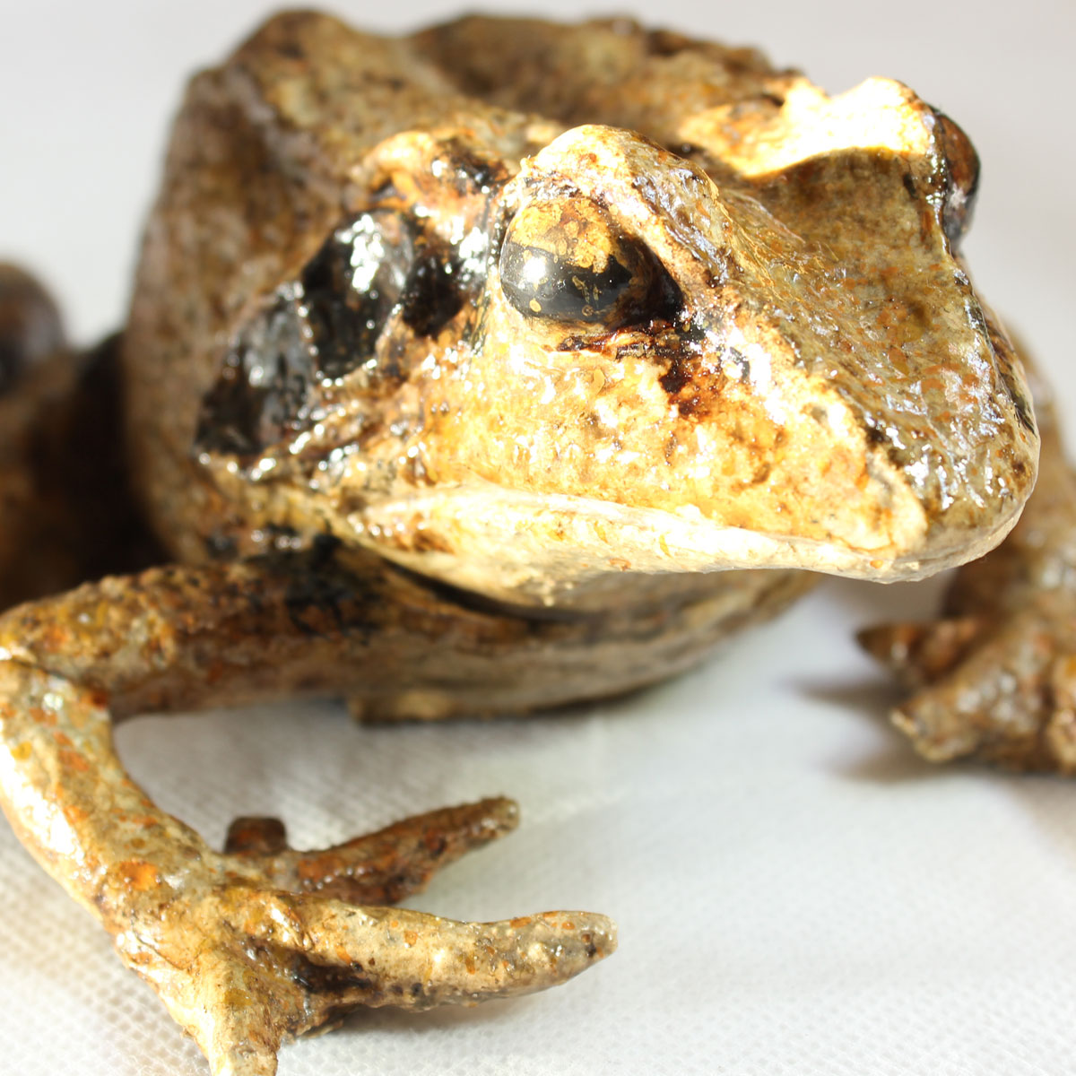 Rana Dalmatina - Image 12