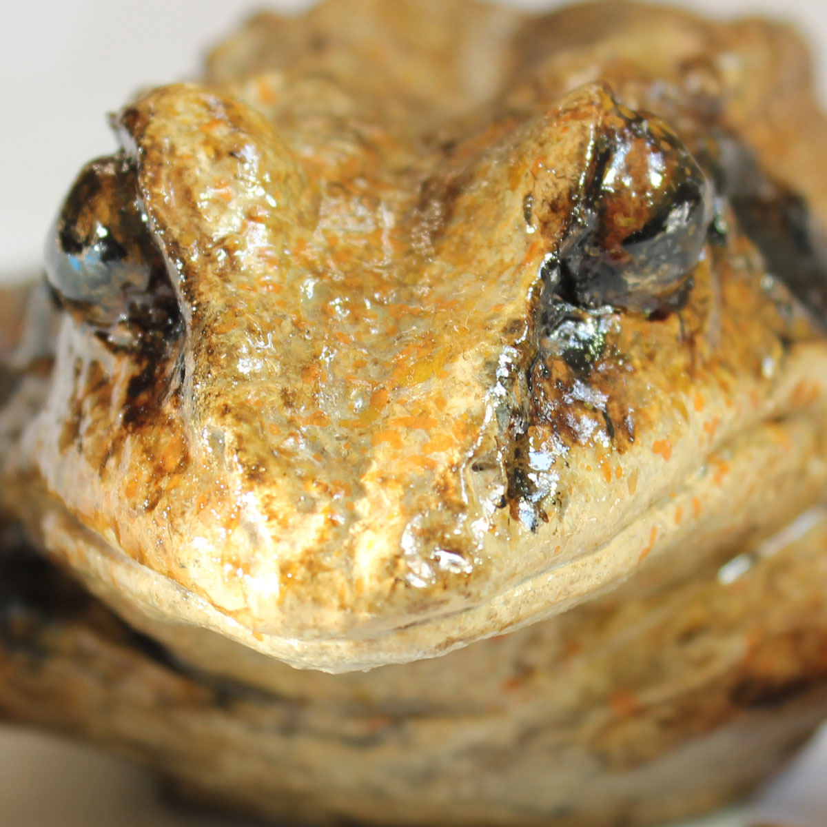 Rana Dalmatina - Image 11