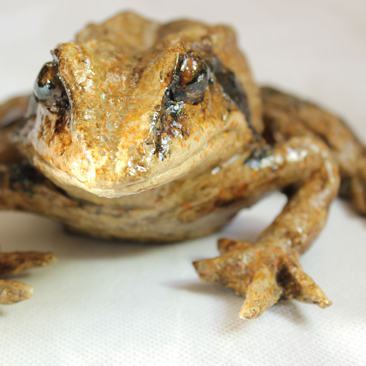 Rana Dalmatina - Image 10