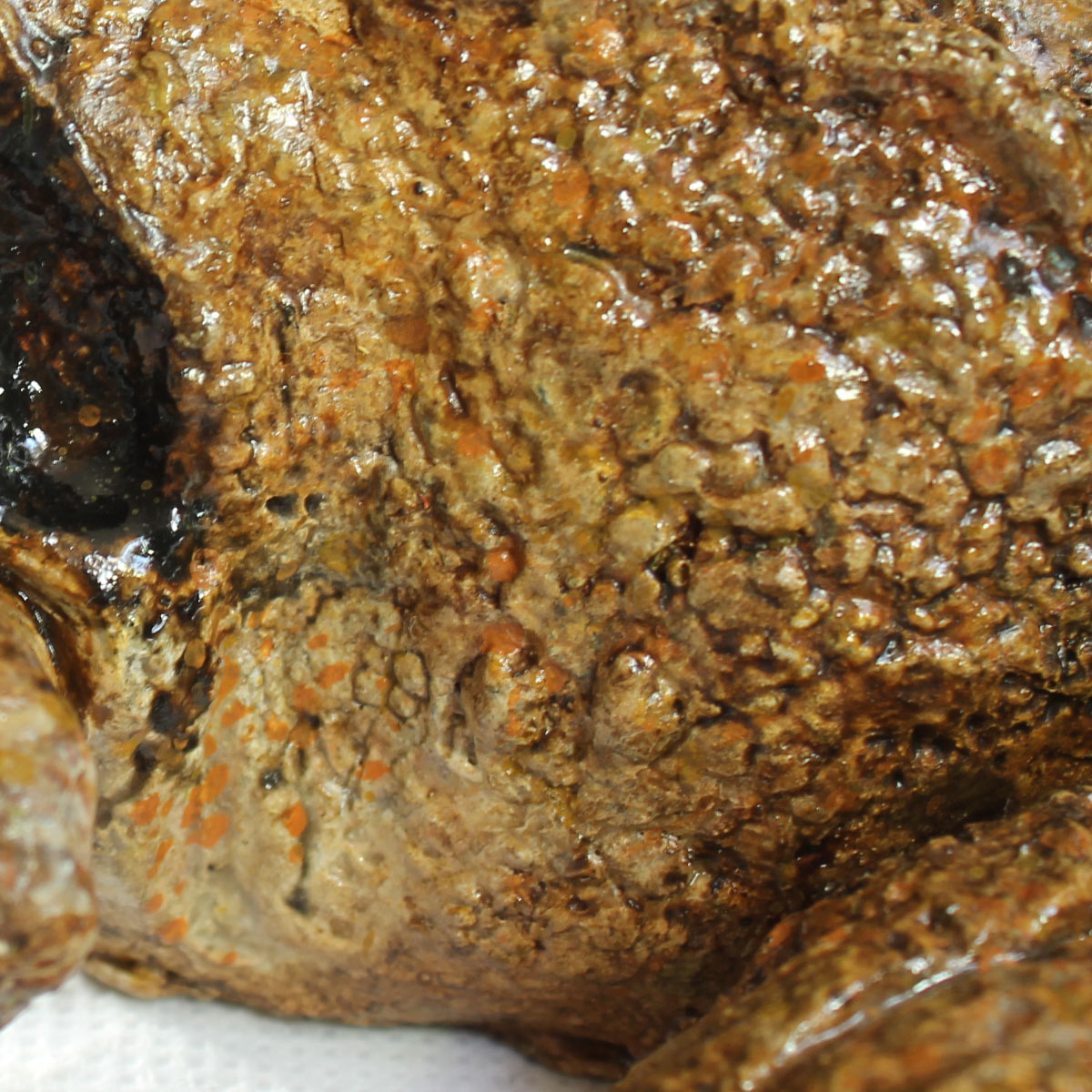 Rana Dalmatina - Image 7