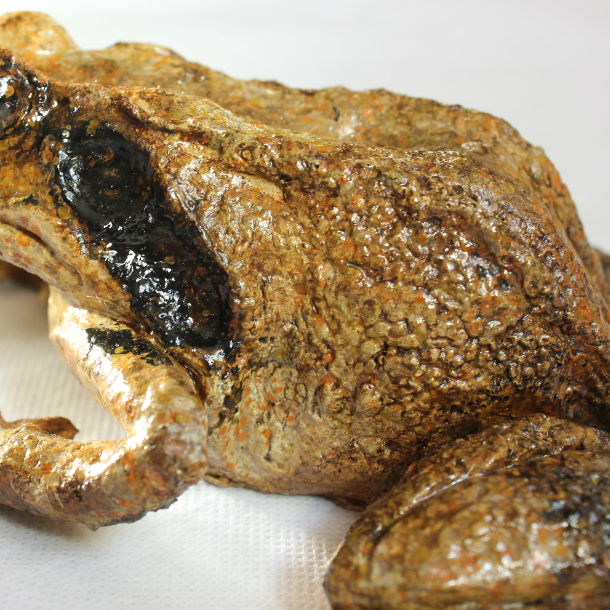 Rana Dalmatina - Image 6