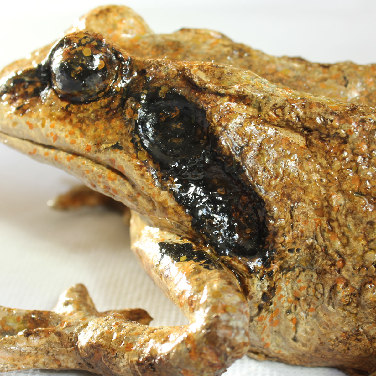 Rana Dalmatina - Image 5