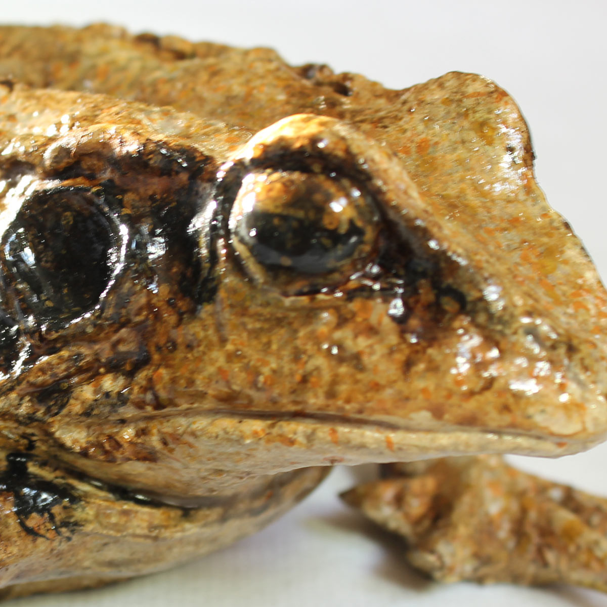 Rana Dalmatina - Image 3