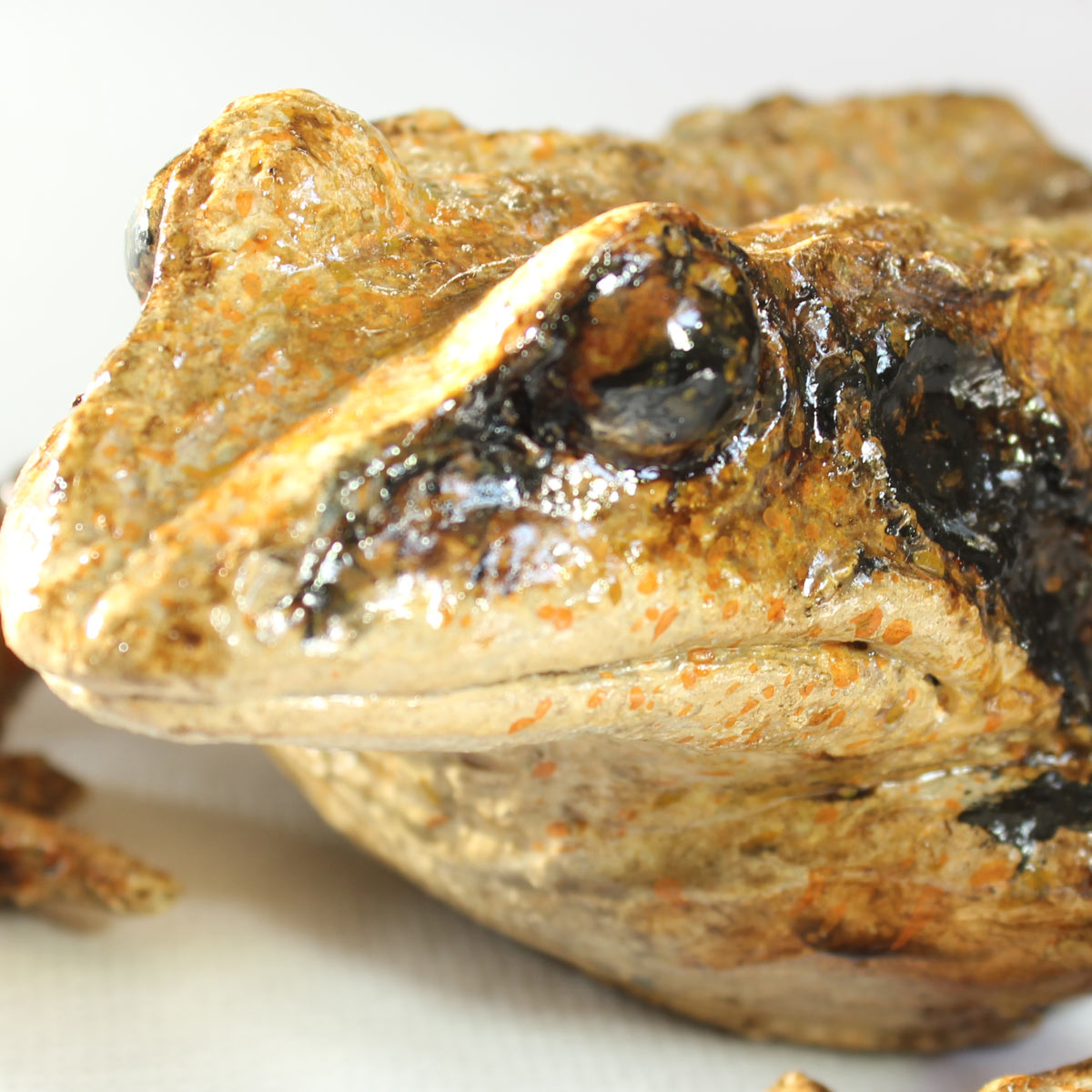 Rana Dalmatina - Image 2